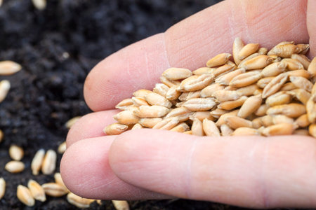 an agricultural field with black fertile soil in which wheat is planted, grain in the hand of a...