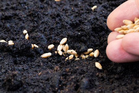an agricultural field with black fertile soil in which wheat is planted, grain in the hand of a...