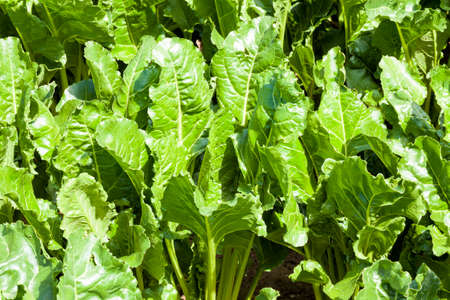 green beet tops in the agricultural field, summer, agriculturalの写真素材