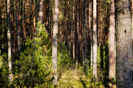 Different types of trees growing in a mixed forest, the autumn season of September.