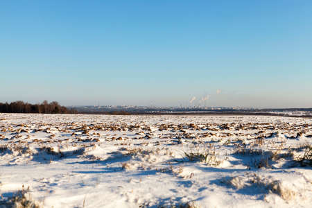 covered with white snow old grass, growing in a field after a small snow. The photo was taken in the winter season. In the background can be seen the city of Grodnoの写真素材