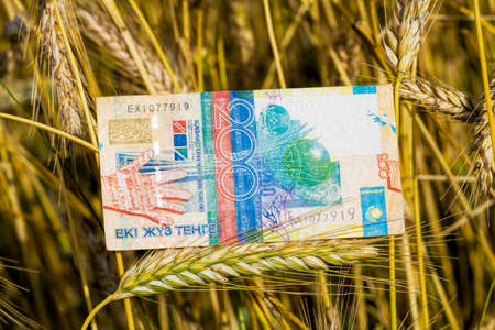 one beautiful new kazakhstan banknote piled on ripe wheat, business in agriculture of Asia and the east, focus on the bill,の写真素材