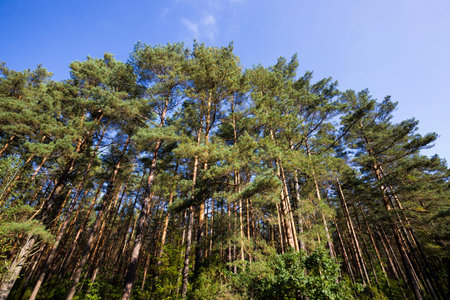 Different types of trees growing in a mixed forest, the autumn season of September.