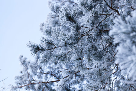winter landscape with different types of trees covered with white snow and frost in the winter...