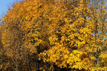 the dried and fallen leaves of deciduous trees in the autumn season, the real autumn nature of the...