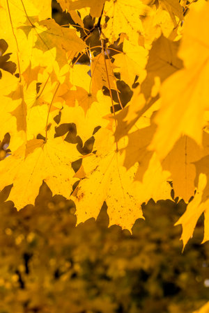 a large number of yellow trees in the park, in the fall around yellow maples with lots of foliage