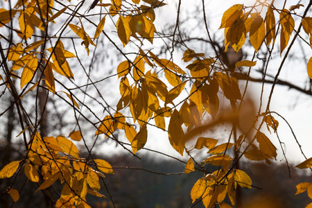 bright foliage of trees close up in autumn, sunny weather on real nature