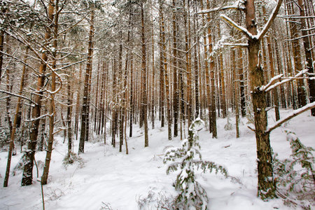 snow-covered young pine trees in winter, white snow lying on the tree, cold temperature