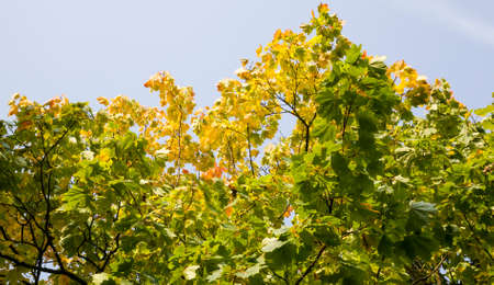 old drying in the autumn and changing the color of the foliage of trees in the autumn season, details of treesの写真素材