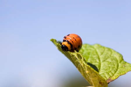 orange larvae of the colorado beetle living on the green foliage of potatoes and eating agricultural plants, close-up on the agricultural field in spring and summerの写真素材