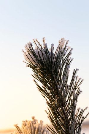 snow-covered young pine trees in winter, white snow lying on the tree, cold temperature