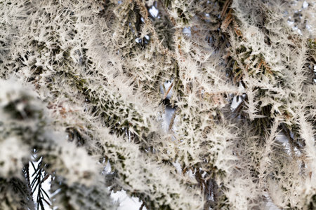 covered with snow young pine trees in winter, white snow lies on the tree, cold temperature and...