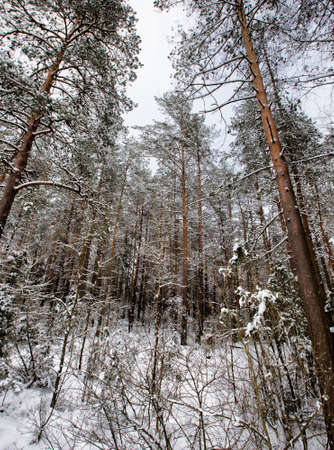 snow covered mixed coniferous and deciduous trees in winter, white snow lies everywhere on tree branches and groundの写真素材