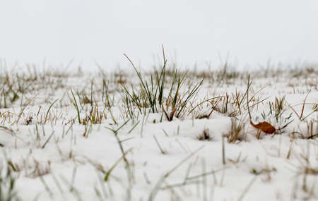 snow photographed in the winter season, which appeared after a snowfall. close-up,の写真素材