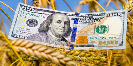 One beautiful new 100 American dollars piled on ripe wheat, a business on agriculture and...