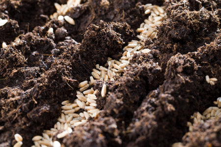 rye grain scatters and planted on soil agricultural fields during sowing, close-up of seeds to...