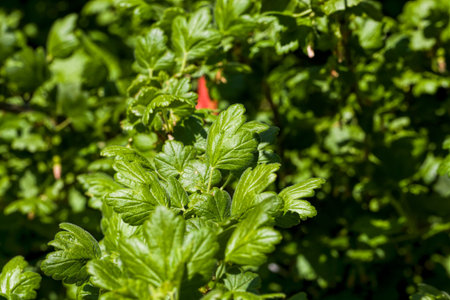 beautiful green currant foliage in the sunlight, close-up in the garden