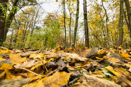 specific autumn weather in the forest with yellow and green foliage, landscape with foliage falling...