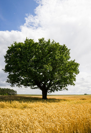 lonely oak growing in a field where cereals are grown, landscape with green foliage on the tree oak...