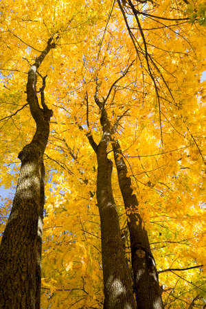 beautiful tree crown with yellow maple leaves in autumn Park, Sunny day and bright sunshineの写真素材