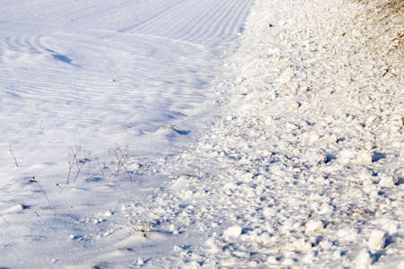 nature and plants under the snow in winter, the consequences of large snowfalls and frostsの写真素材