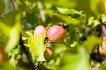 wormy apples of small size on tree branches, home harvest