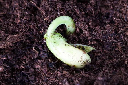 sprouted from the ground green bean sprouts in the soil on the field, close-up of young plants,...