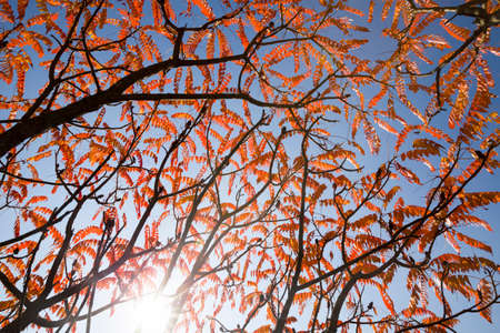 beautiful tree crown with red leaves against blue sky autumn Park, Sunny day and bright sunlightの写真素材