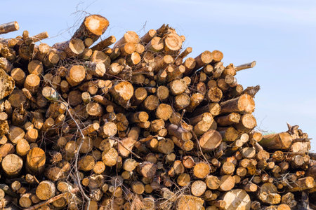 long trunks of natural pine wood during logging woodworking in production, annual rings on the...