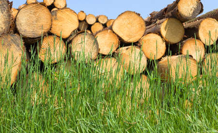 a large number of round tree trunks with annual rings are folded during loggingの写真素材