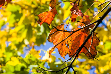 red maple foliage in the autumn season, real autumn nature in the afternoon day