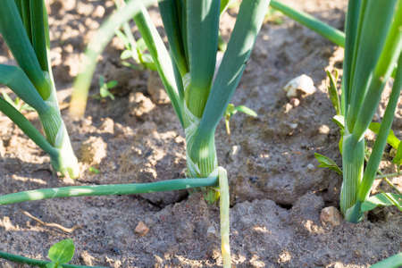 green garlic that grows in agricultural fields, obtaining foodの写真素材