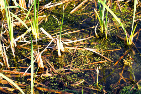 swampy area with green sedge and reeds in the summer, close-up