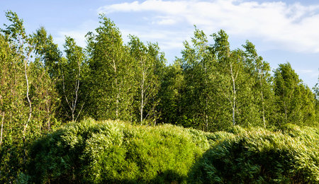 real different kinds of trees in sunlight in summer or spring time