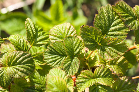 agricultural territory on which activities are carried out to obtain the harvest of raspberriesの写真素材