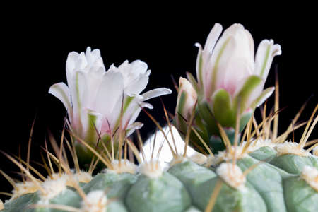 large and old with large needle cactus during flowering white flowers, close-up of plants from the desertの写真素材