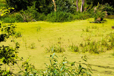 covered with duckweed and mud water in the swamp, green plants and water in natureの写真素材