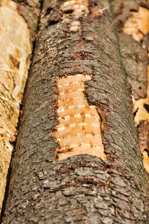 natural pine wood trunks during logging for woodworking in forest production, Eastern Europe