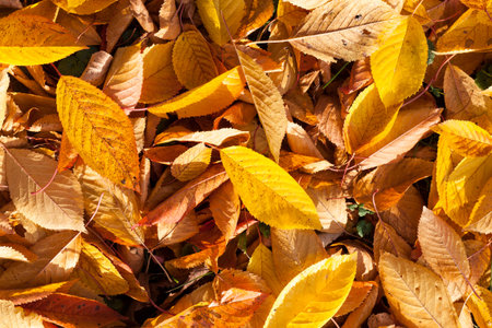 autumn yellow foliage during leaf fall, in nature in the Park fell into the grass, a close-up of the...