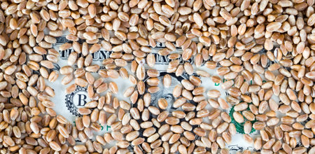 lies under a large amount of a heap of wheat grain one American dollar, a plan in agriculture