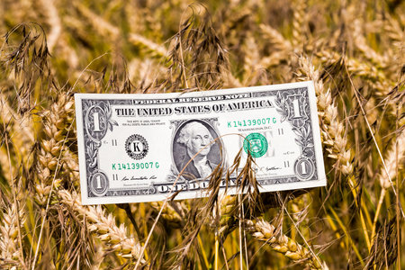 dollar banknote