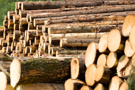 preparation of pine logs, which are used for the production of wooden products