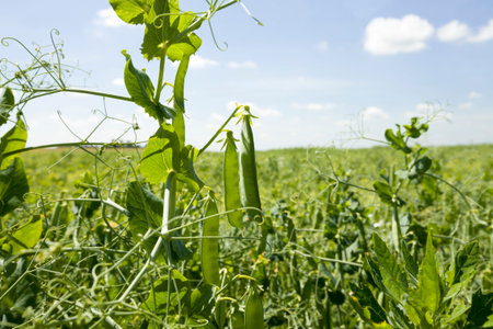 field with green peas and pods in an agricultural field, close-up