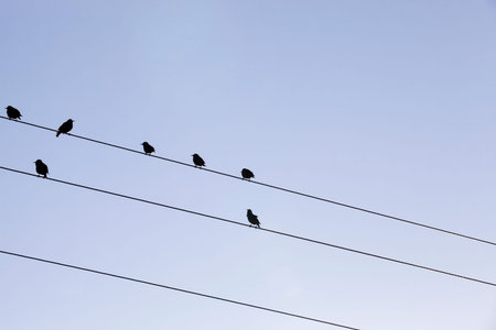 birds sitting on high-voltage wires against the blue sky