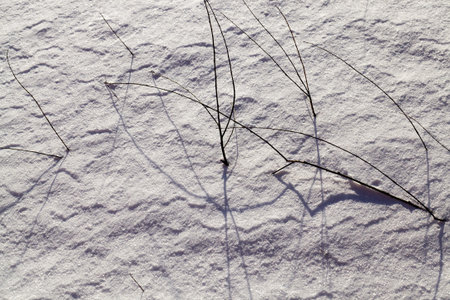 snow covered agricultural field with frozen and dried plants in the winter, the cold frosty winter...