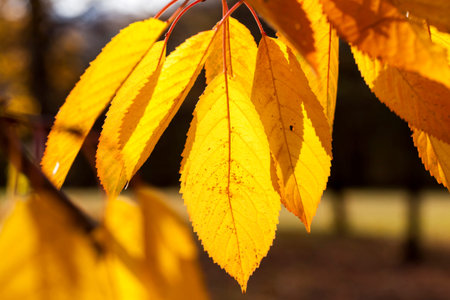 autumn nature with multi-colored trees, the details of the trees that change the color of the...