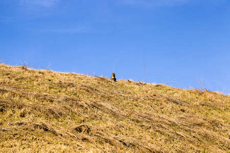 a domestic cat sits among the yellow dry grass on a hill in the spring or autumn seasonの写真素材
