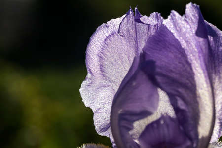sunlight illuminated blue purple iris flower, close-up of a flowering plant against a Sunny skyの写真素材