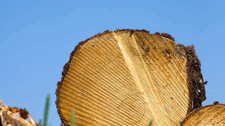 hardwoods cut down on an industrial scale during logging, Europe forestの写真素材