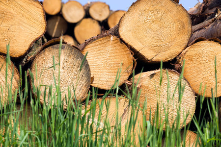 a large number of harvested softwood wood, stacked together in heaps, industrial site in forest